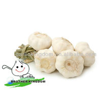 health food fresh organic garlic garlic importers and exporters